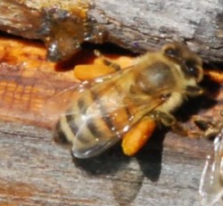 Bees laden with pollen.