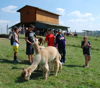 Meeting the alpacas