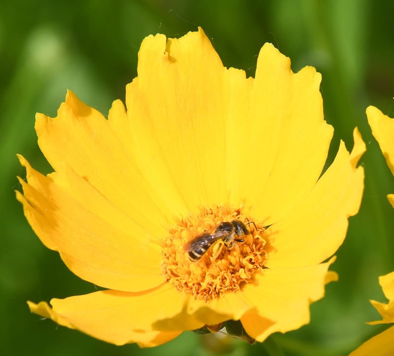 Catena Creations photography: Bee on flower